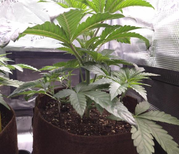 • Ocean Rosa •. Week 4 - D28