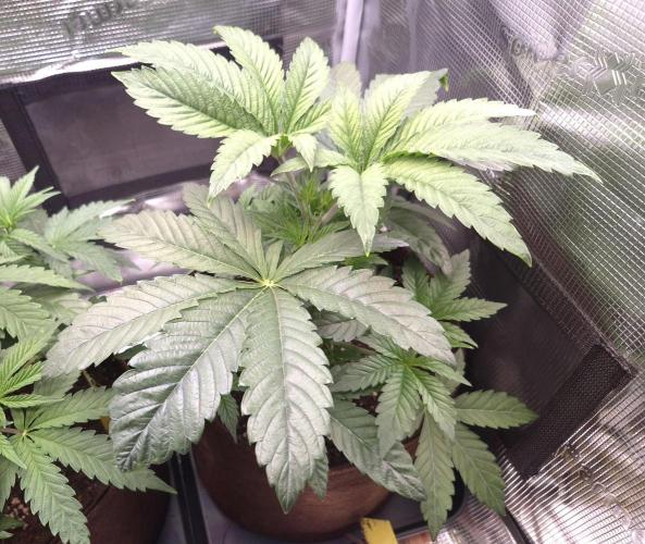 • Ocean Rosa •. Week 4 - D28