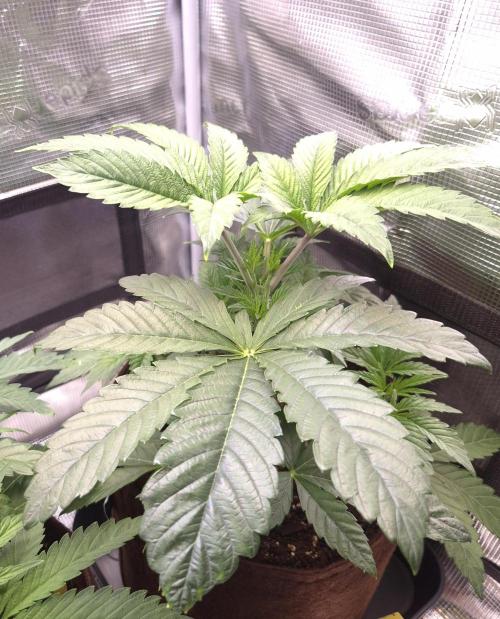 • Ocean Rosa •. Week 4 - D28