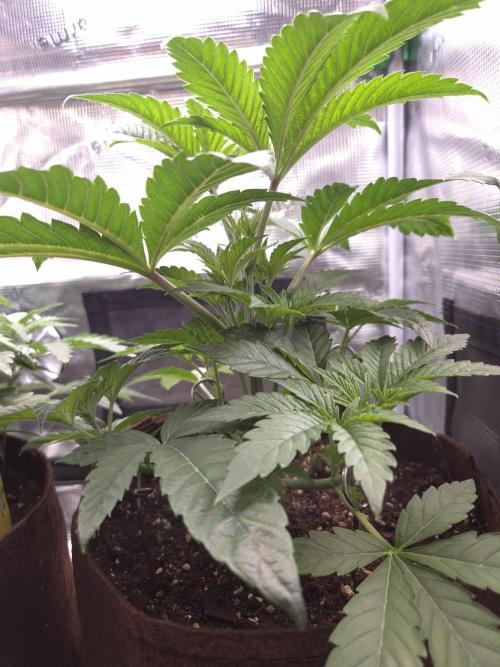 • Ocean Rosa •. Week 4 - D28