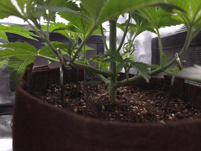 • Ocean Rosa •. Week 4 - D28