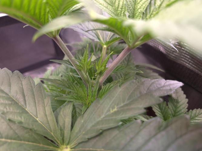 • Ocean Rosa •. Week 4 - D28