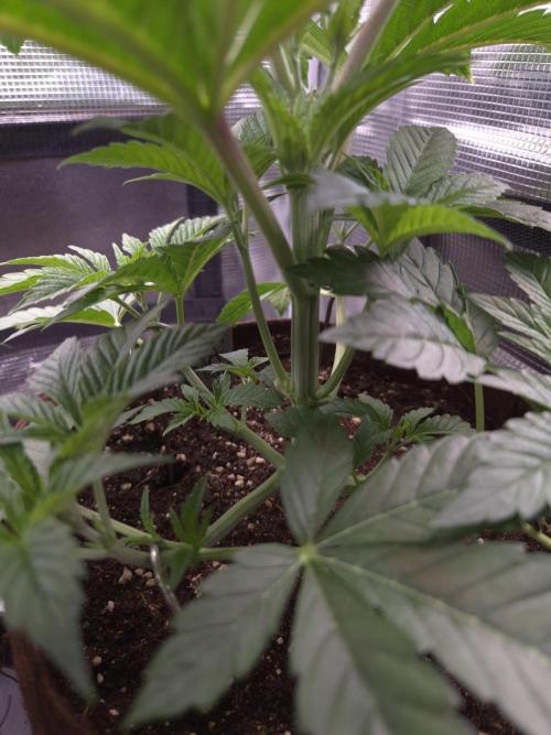 • Ocean Rosa •. Week 4 - D28