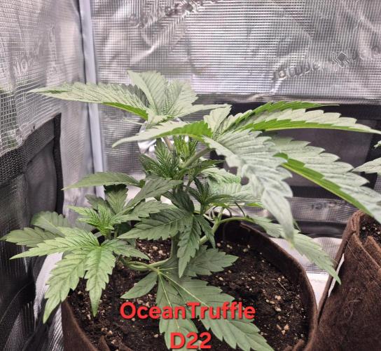 • Ocean Truffle •. Week 4