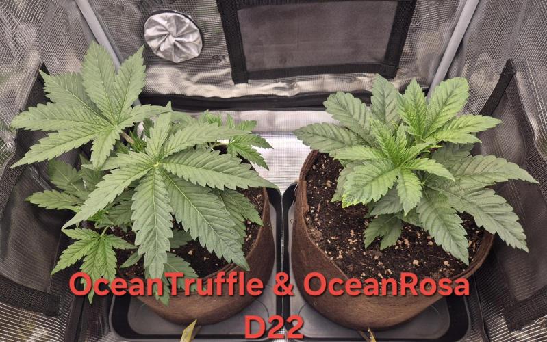 • Ocean Truffle •. Week 4
