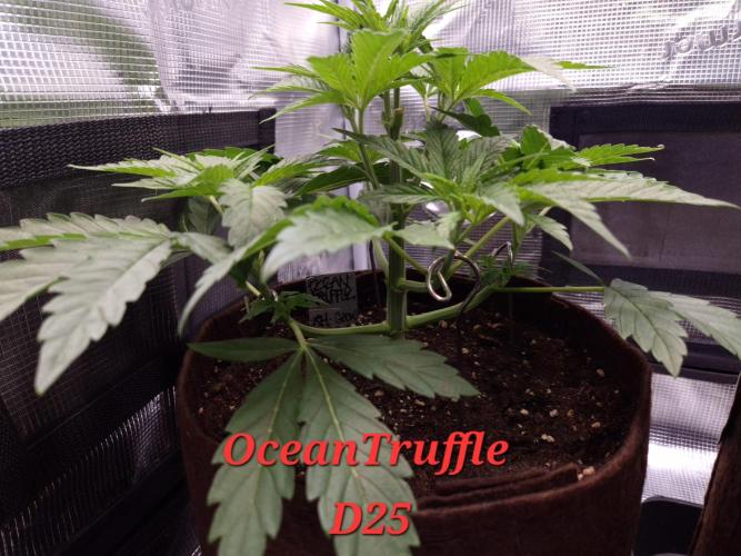 • Ocean Truffle •. Week 4