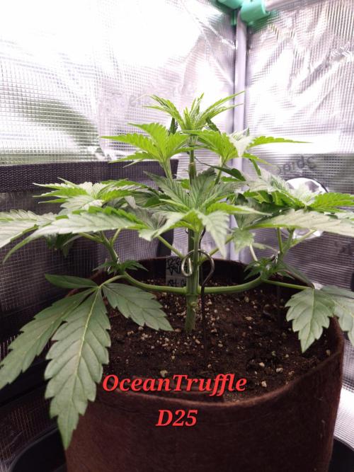 • Ocean Truffle •. Week 4