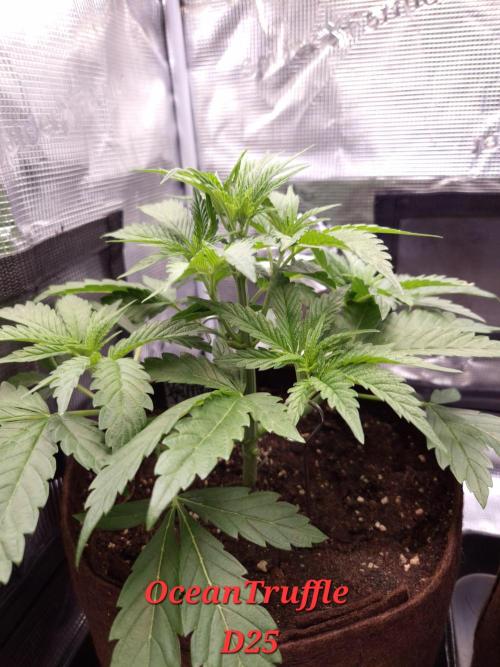 • Ocean Truffle •. Week 4