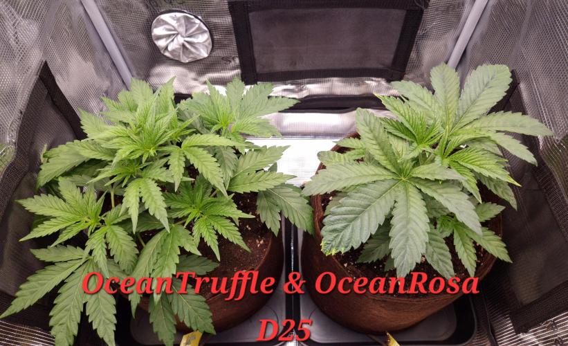 • Ocean Truffle •. Week 4