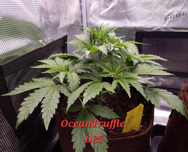 • Ocean Truffle •. Week 4