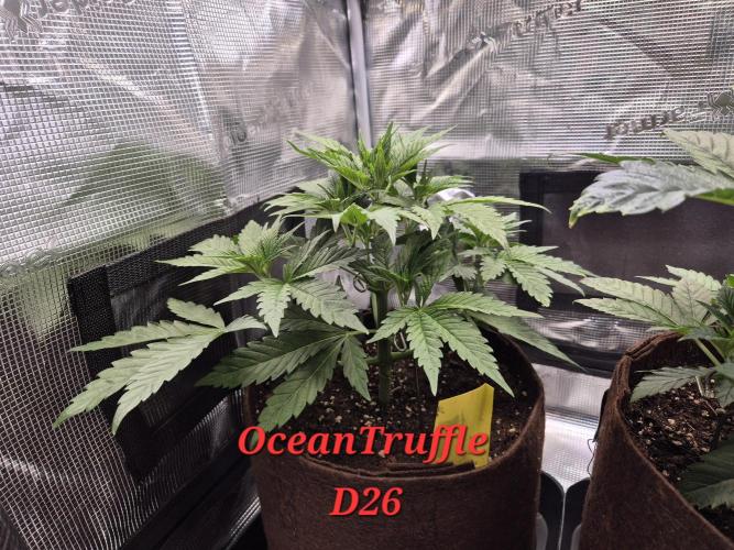 • Ocean Truffle •. Week 4