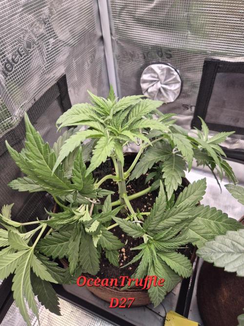 • Ocean Truffle •. Week 4