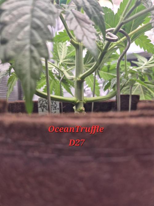 • Ocean Truffle •. Week 4
