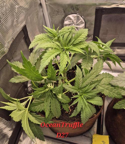 • Ocean Truffle •. Week 4