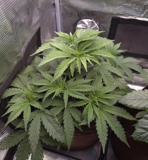 • Ocean Truffle •. Week 4 - D28