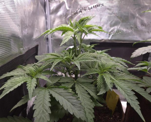 • Ocean Truffle •. Week 4 - D28