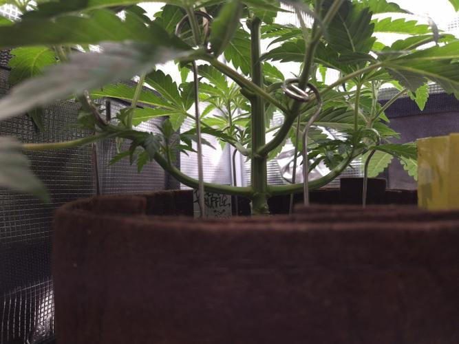 • Ocean Truffle •. Week 4 - D28