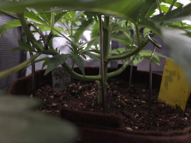 • Ocean Truffle •. Week 4 - D28