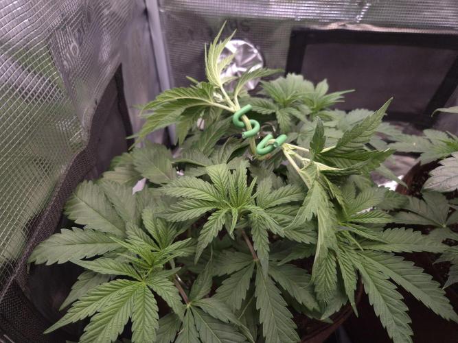 • Ocean Truffle •. Week 4 - D28