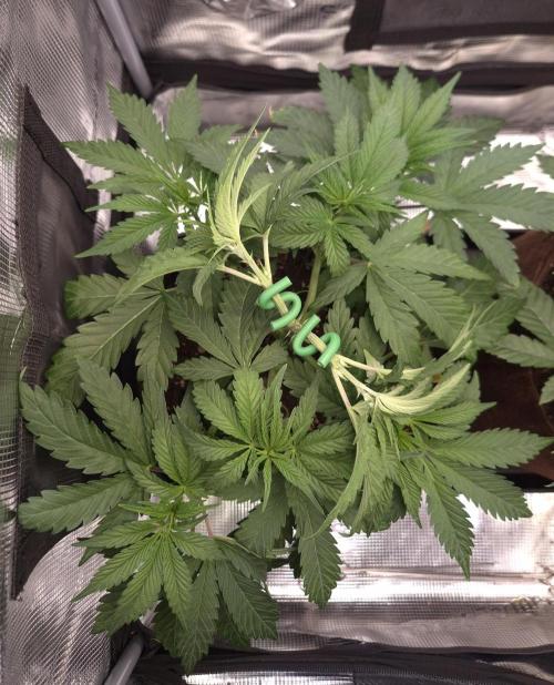 • Ocean Truffle •. Week 4 - D28