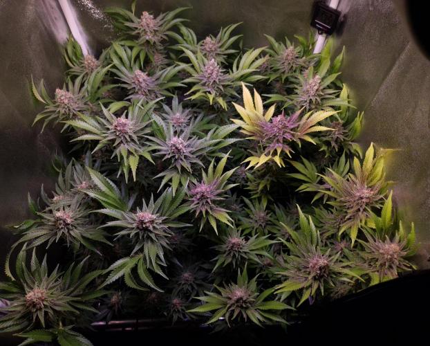 •LEMONITE • CLONES•. Week 14