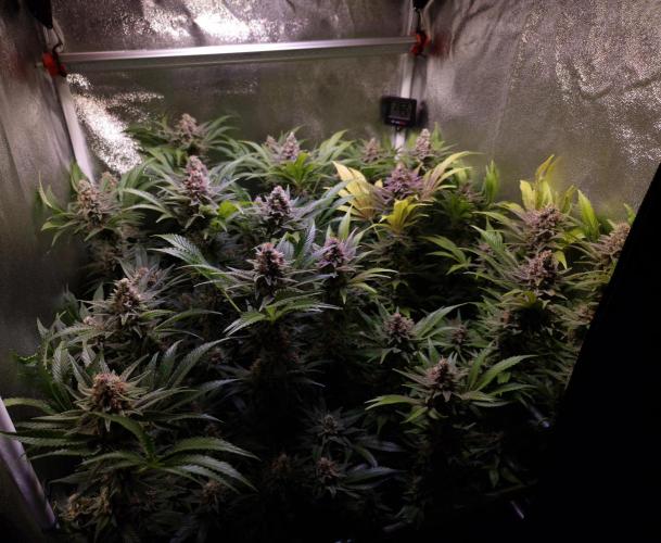 •LEMONITE • CLONES•. Week 14