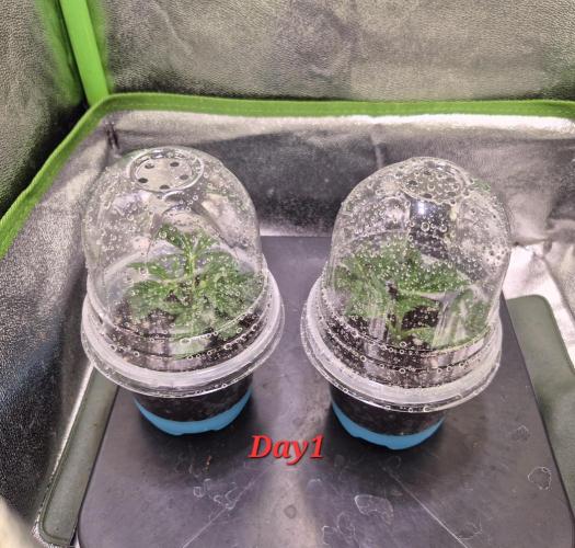 •OceanTruffle • Clones•. Week 1