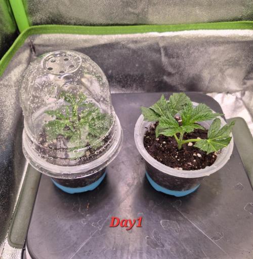 •OceanTruffle • Clones•. Week 1