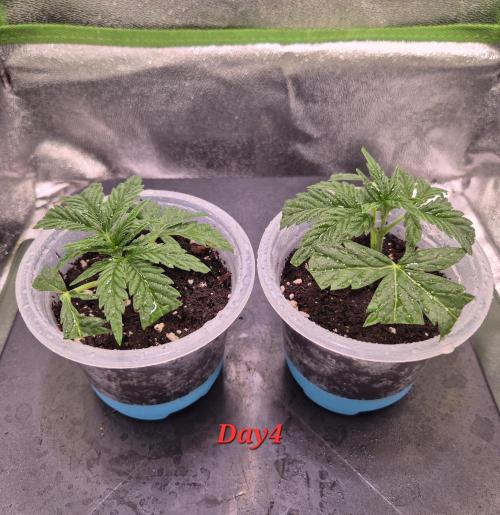 •OceanTruffle • Clones•. Week 1