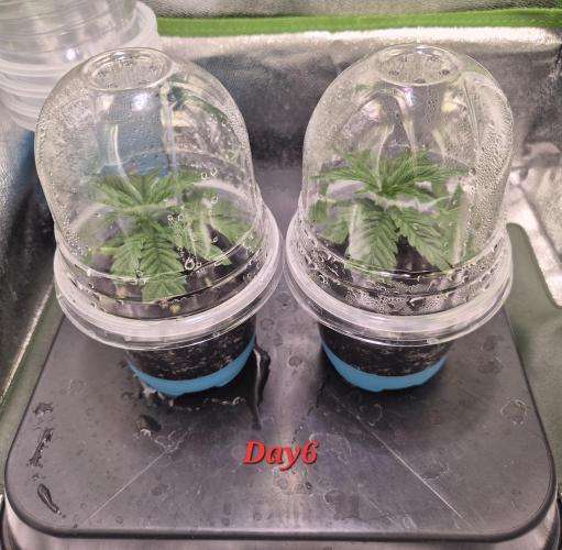 •OceanTruffle • Clones•. Week 1