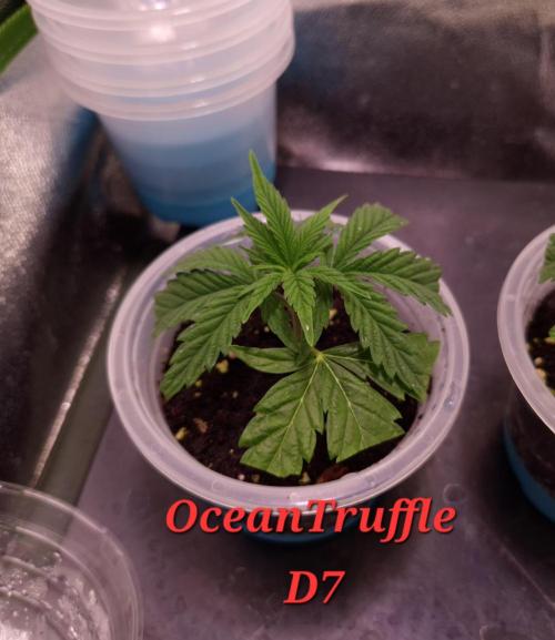 •OceanTruffle • Clones•. Week 1