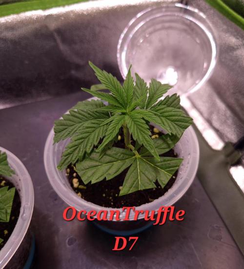 •OceanTruffle • Clones•. Week 1