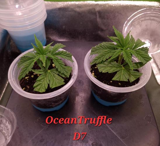 •OceanTruffle • Clones•. Week 1