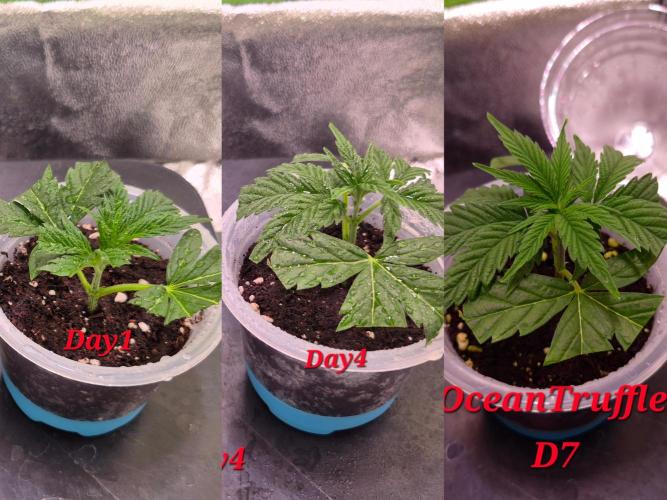 •OceanTruffle • Clones•. Week 1