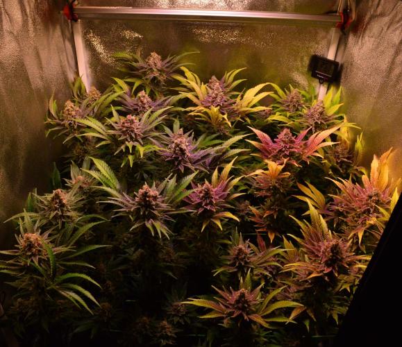 •LEMONITE • CLONES•. Week 15 - D105/63F