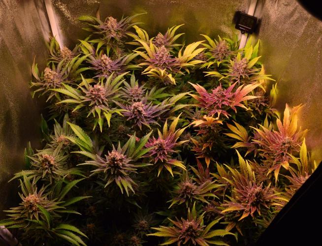 •LEMONITE • CLONES•. Week 15