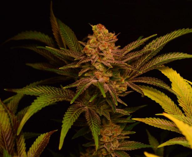 •LEMONITE • CLONES•. Week 15