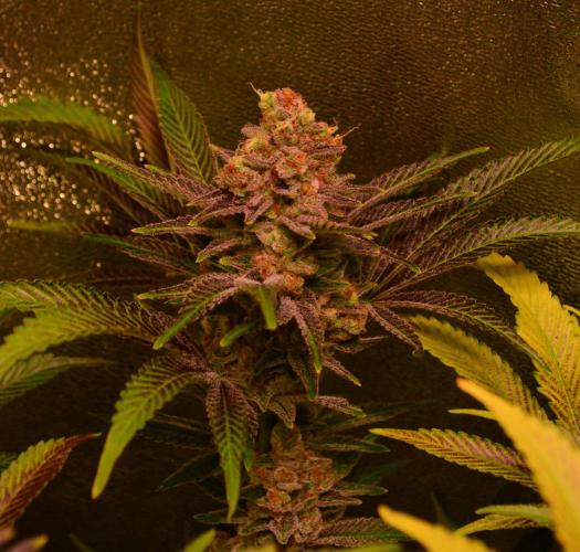 •LEMONITE • CLONES•. Week 15