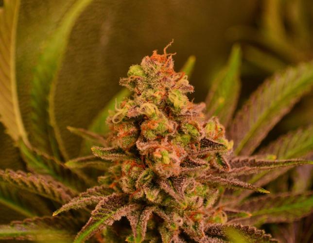 •LEMONITE • CLONES•. Week 15