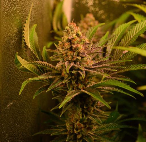 •LEMONITE • CLONES•. Week 15