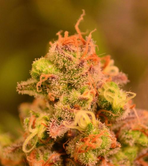 •LEMONITE • CLONES•. Week 15