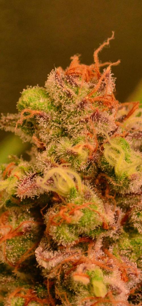 •LEMONITE • CLONES•. Week 15