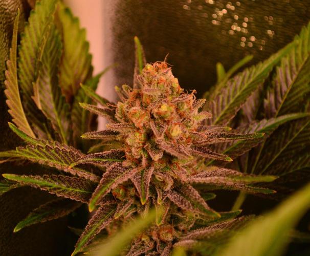 •LEMONITE • CLONES•. Week 15