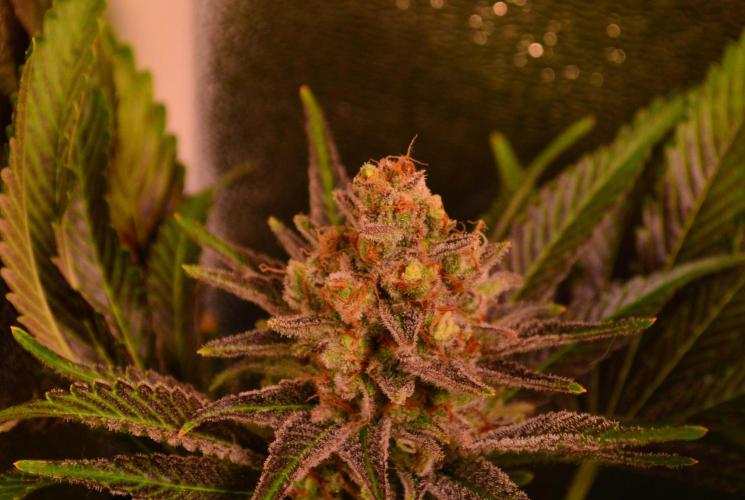 •LEMONITE • CLONES•. Week 15