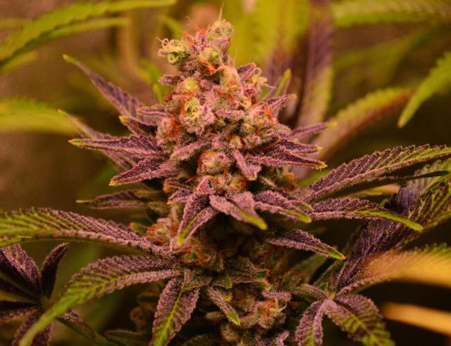 •LEMONITE • CLONES•. Week 15