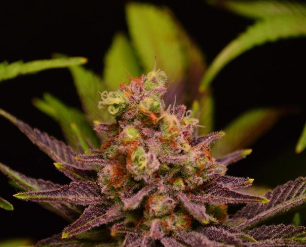 •LEMONITE • CLONES•. Week 15