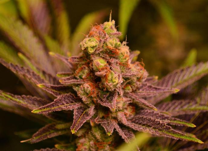 •LEMONITE • CLONES•. Week 15