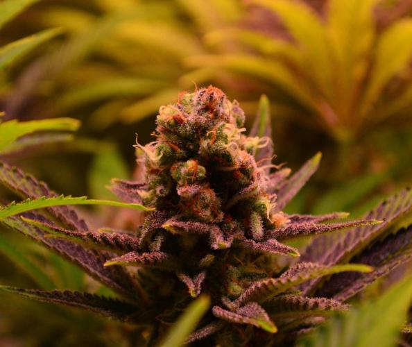 •LEMONITE • CLONES•. Week 15