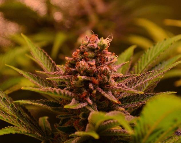 •LEMONITE • CLONES•. Week 15