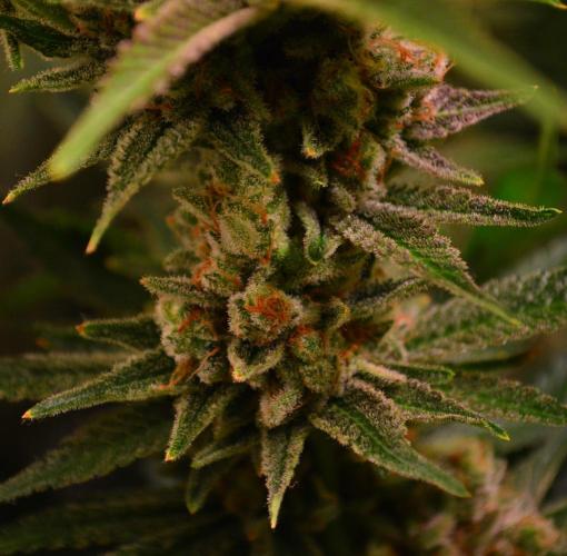 •LEMONITE • CLONES•. Week 15